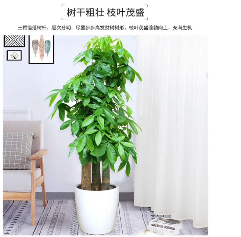 办公绿植【步步高发财】树养护方法