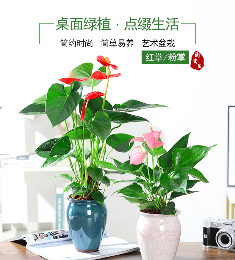 开花花卉【红掌】租赁价格