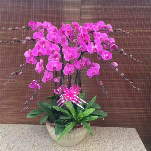 1680183952184018.jpg 蝴蝶兰.jpg