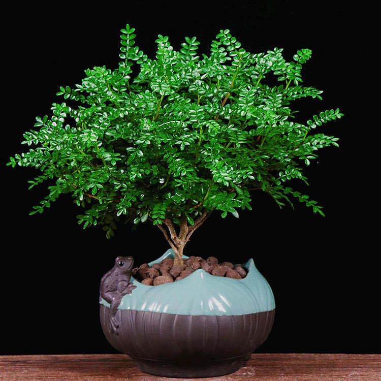 桌摆绿植小盆栽【清香木】养护