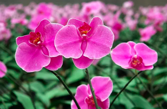 西安花卉绿植租赁公司分享蝴蝶兰养护技巧？