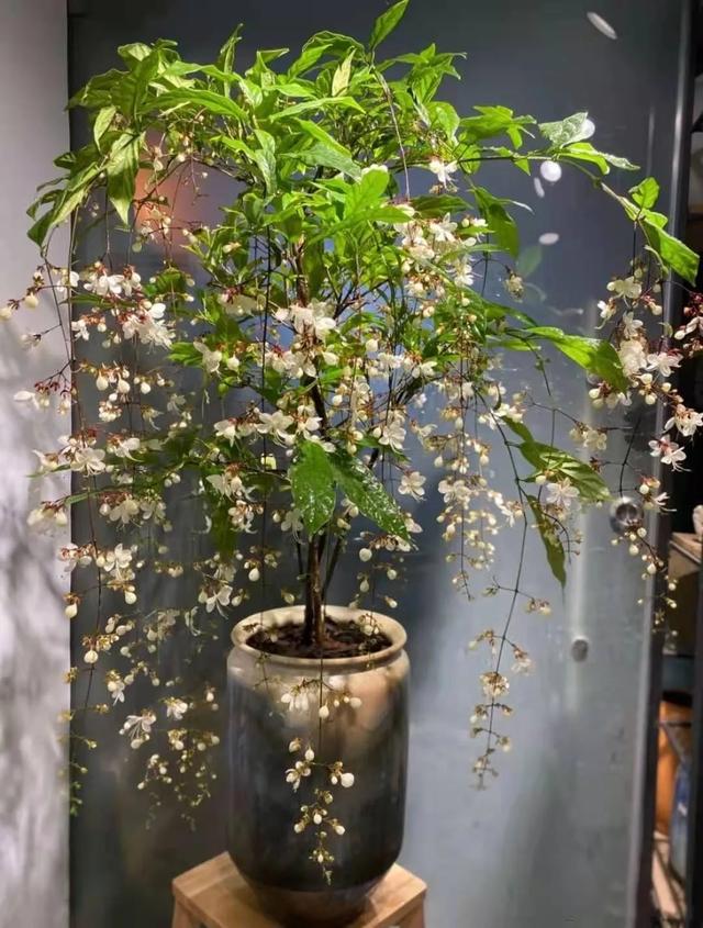 西安绿植租赁|垂丝茉莉|超好看的花卉
