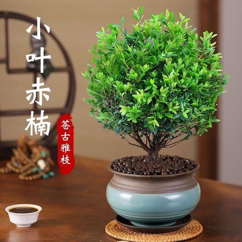 西安办公绿植租赁公司|赤楠的养护技巧分享