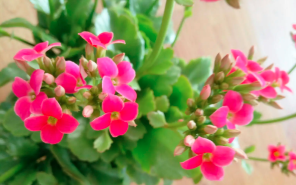 适合桌摆的盘栽小绿植【长寿花】西安绿植租赁