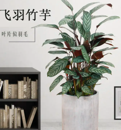 中型绿植【飞羽】如何养护？西安绿植租摆公司推荐