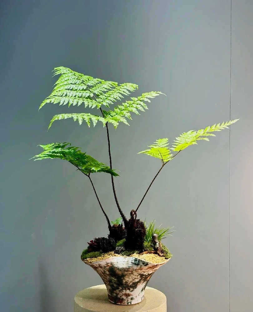 桌摆造型蕨类景观盆栽【红磷蕨】