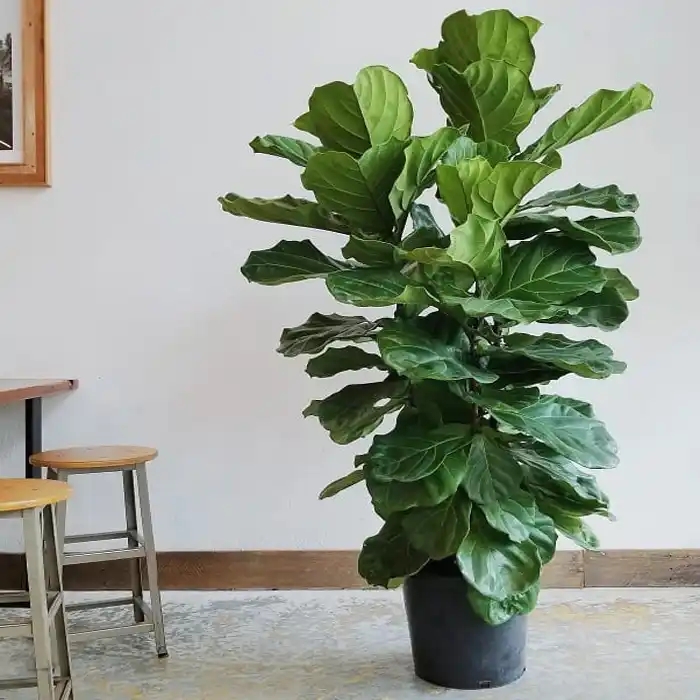 西安绿植租赁|琴叶榕养护技巧