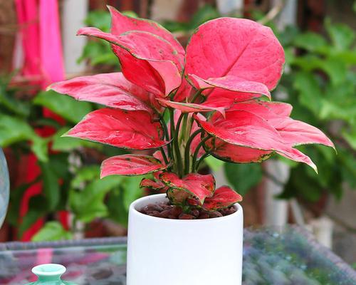 西安绿植租赁|吉利红养护技巧