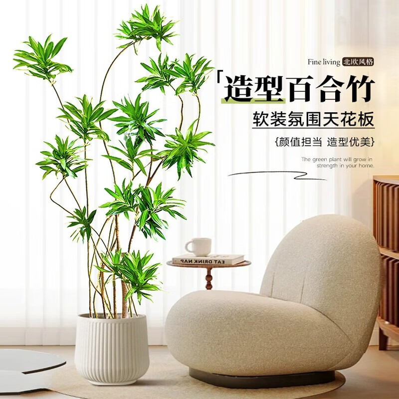 办公室高大绿植有哪些？【西安绿植养护公司推荐】